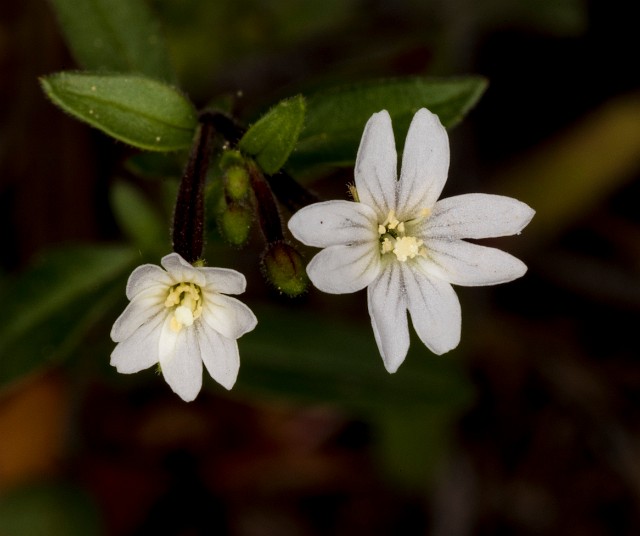Epilobium minutum 18-9348.jpg